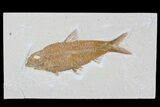 Knightia Fossil Fish - Wyoming #79884-1